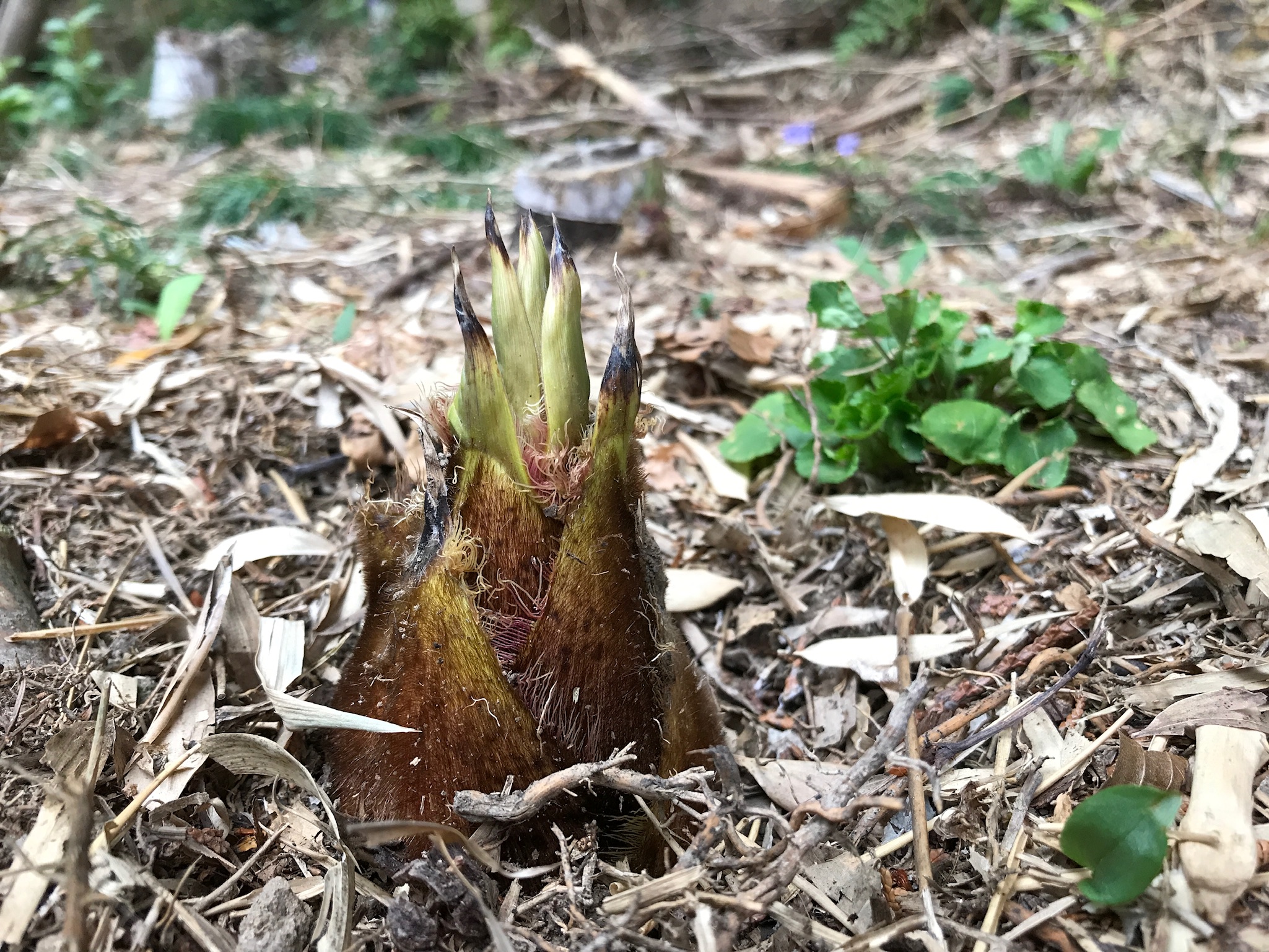 初タケノコで春のてんぷらを楽しむ