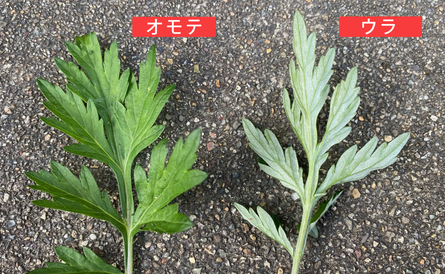 春の野草「ヨモギ」の見分け方と、下処理の仕方、保存方法、活用法まとめ!