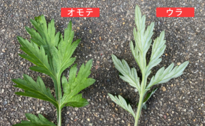春の野草「ヨモギ」の見分け方と、下処理の仕方、保存方法、活用法まとめ!